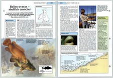 Ballan Wrasse - Sea Know Your Fish - The Art Of Fishing Page