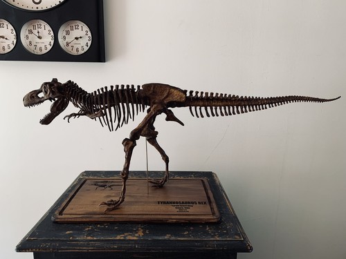 Tyrannosaurus rex dinosaur - tyrannosaurus,