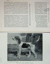 Original Old Antique Print 1903 Portrait Earl Bathurst'S Stentor Hound Dog