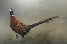 Pheasant in Mist Giclée