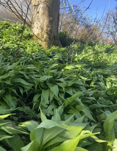 Wild garlic bulbs - wild,
