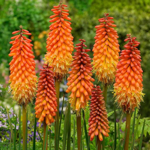 Kniphofia alcazar red hot - alcazar,