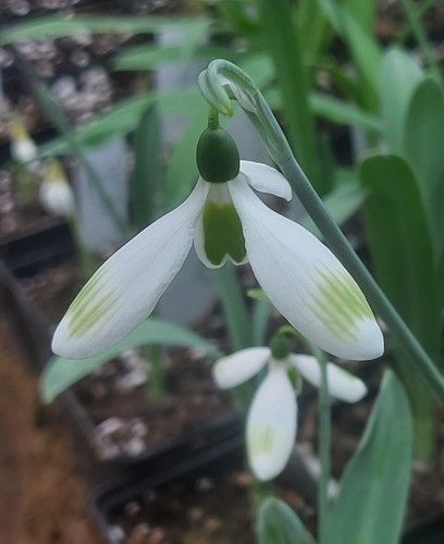 Galanthus chantry pinstripe - galanthus,