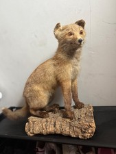Taxidermy Fox Full Mount