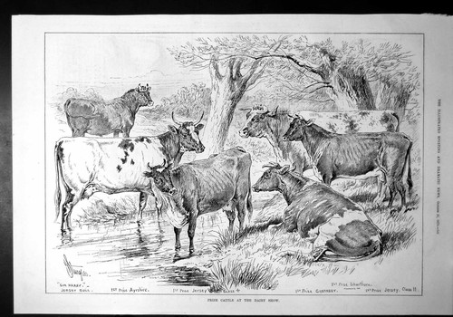 Old print prize - print,