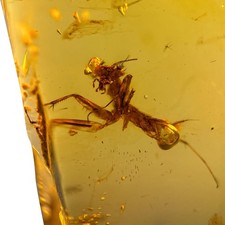 PRAYING MANTIS in Burmese / Burmite amber fossil / 100% genuine amber 