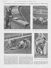 GREYHOUND RACING A 'Dummy'