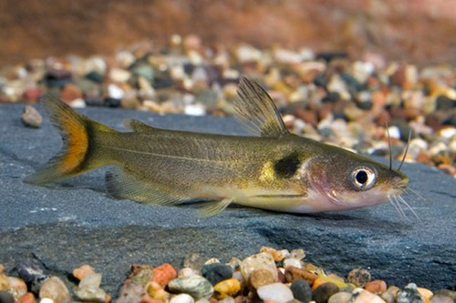 Pack sun catfish - 2-pack, 1.5″