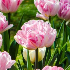 Tulip Double Pink, 20 Bulbs Size 10/11, Large Ruffles Peony Style, Spring Flower