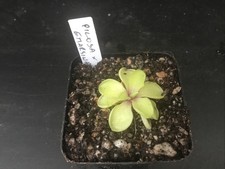 Pinguicula Pilosa x Emarginata