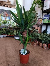 Large yucca plant - large, cm