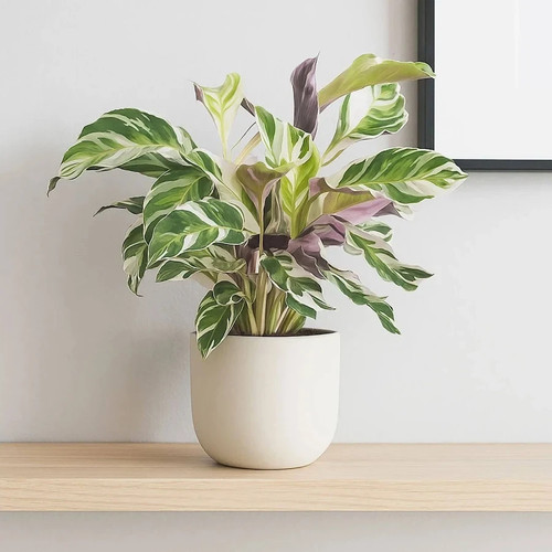 Calathea white fusion - 'white, fusion'