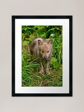 Timber Wolf Pup Framed Art