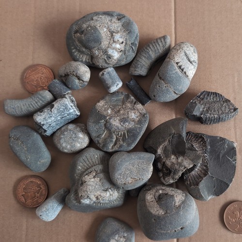Jurassic marine fossil - marine,