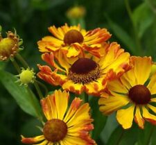 Helenium Rauchtopas