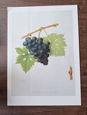 Vintage Raisin Des Carmes