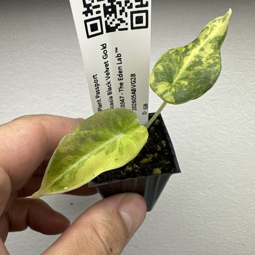 Alocasia black velvet - , gold