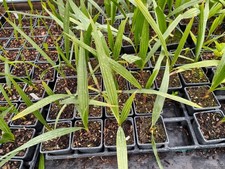 Washingtonia X Filibusta - 9