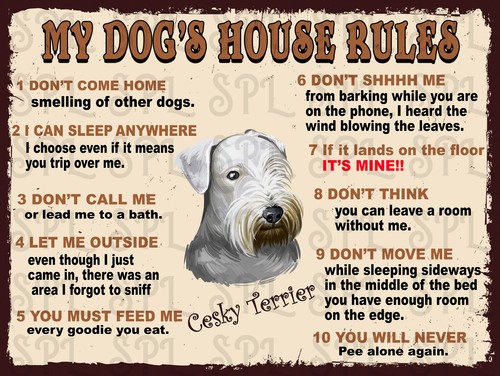 Dog house rules cesky - my,
