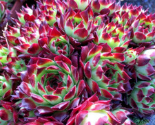 Sempervivum calcareum