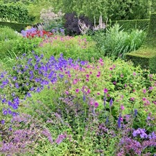 5 Assorted Cottage Garden