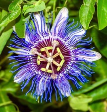 Passion Fruit Flower -