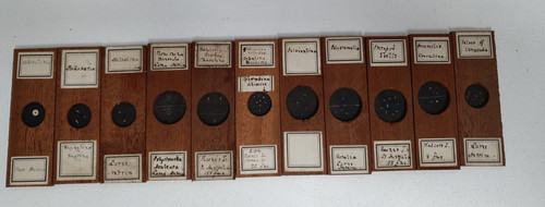 Vintage wooden microscope