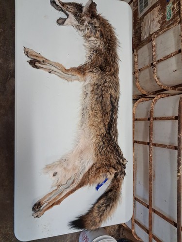Taxidermy iowa coyote wet - iowa, coyote,