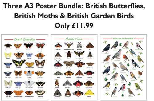 British butterflies - british, butterflies,