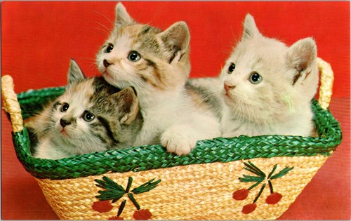 Vintage postcard kittens - vintage, 3