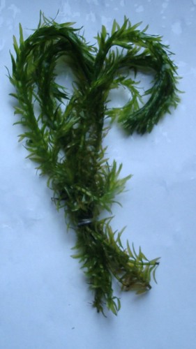 Elodea densa aquarium aquatic - densa,