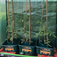 Woodside tomato vegetable - tomato,