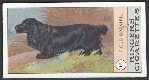 Edwards ringer bigg dogs - ringer,