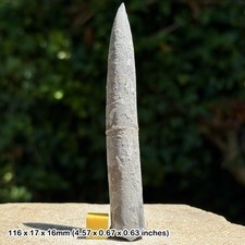 Belemnite – Belemnites explanatus Fossil, Kellaways Beds, Callovian, Jurassic:
