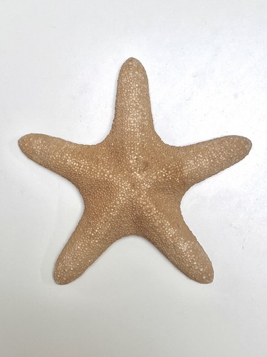 Large vintage dried starfish - vintage,