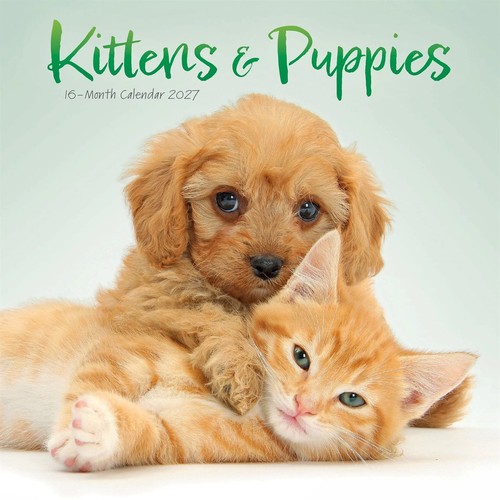 Kittens puppies mini - &,