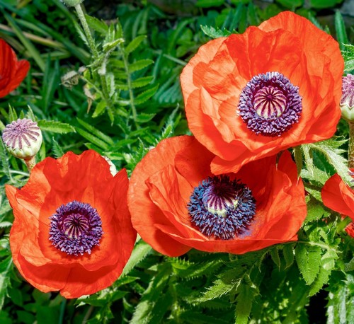 6000x red tulip papaver - 6000x,