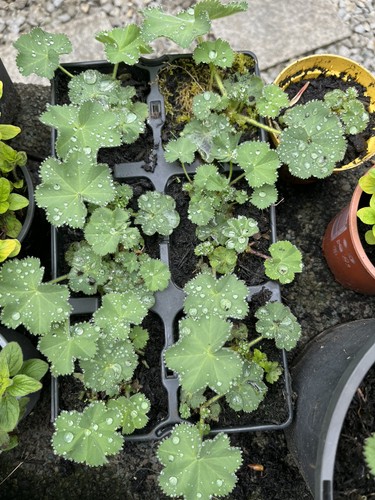 9cm pots alchemilla - 9cm, of