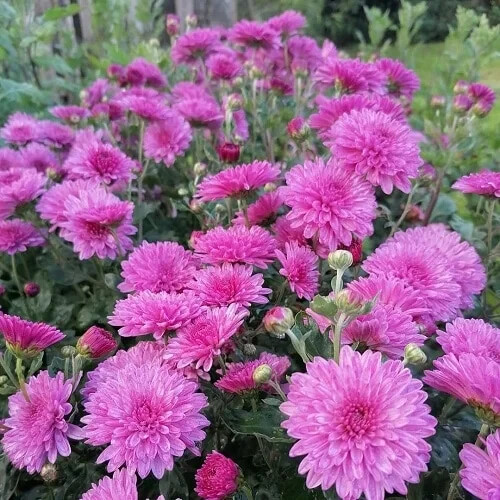 Hardy chrysanthemum emily - 4x, 'emily'
