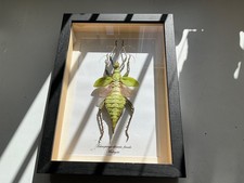 Heteropteryx Dilatata (Female)