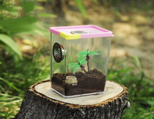 Praying Mantis Stick Insect