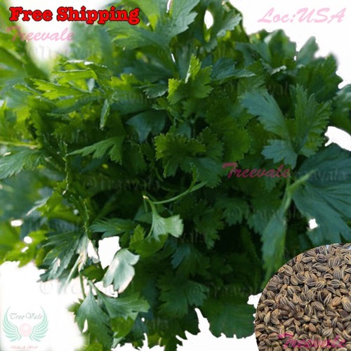 Italian giant parsley flat - giant,