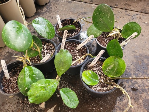 Hoya obovata splash - splash, well