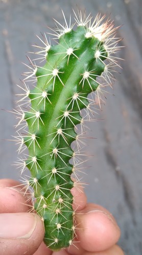 Echinocereus fendleri cactus - echinocereus, fendleri,