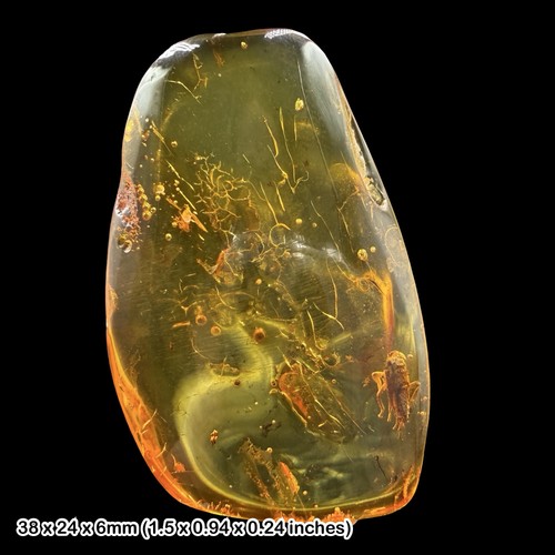 Fossil amber inclusion - fossil,