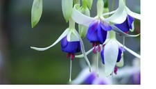 2  X    FUCHSIA DELTAS SARAH