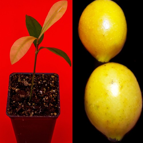 Garcinia brasiliensis - garcinia,