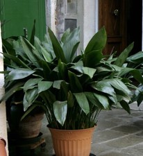 Aspidistra elatior Cast Iron