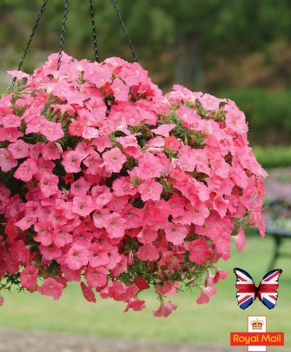 Petunia 200 seeds coral salmon - 200,