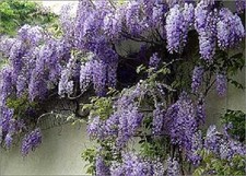Wisteria Sinensis Blue Climbing Plant Grafted 5-6ft Extra Large in a 5 Litre Pot